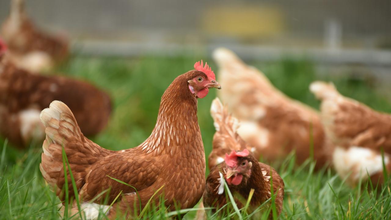 Chicken Pic
