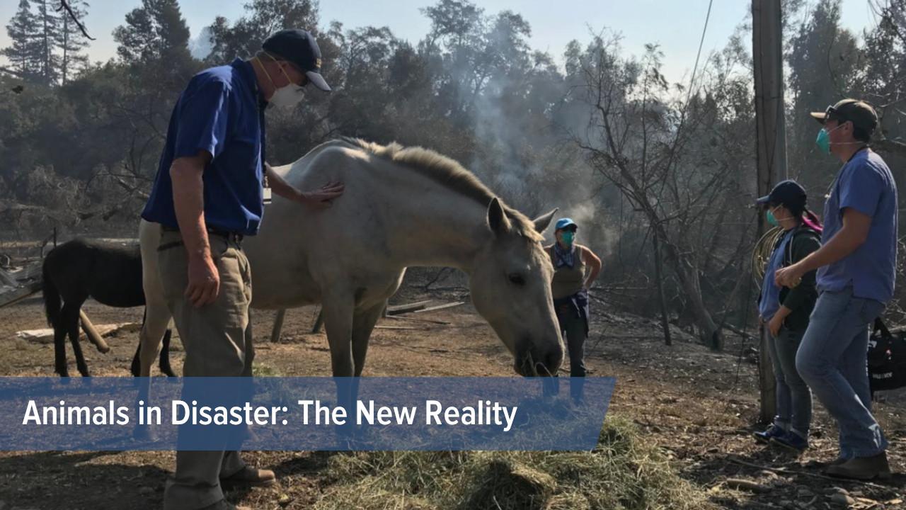 Horse in field with vet professionals