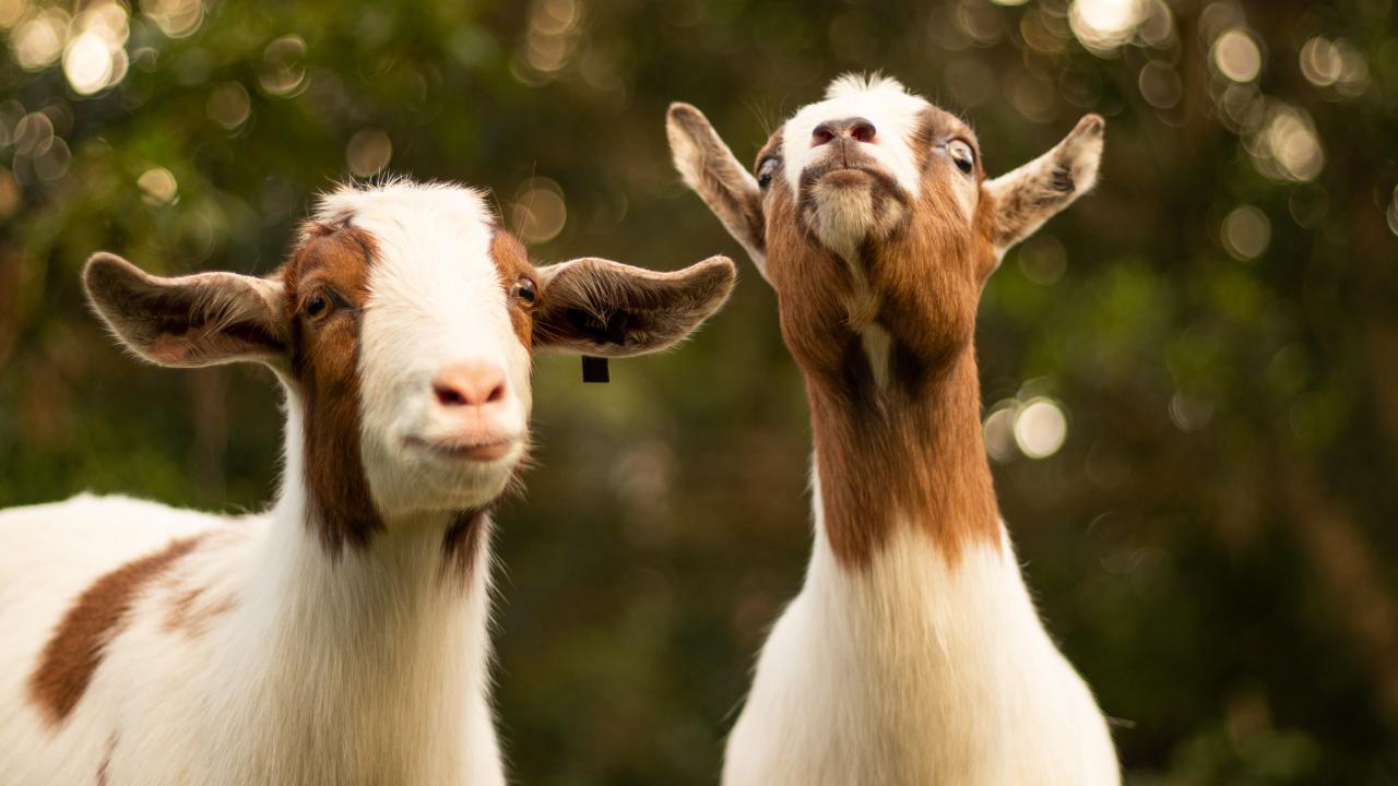 Picture of Goats