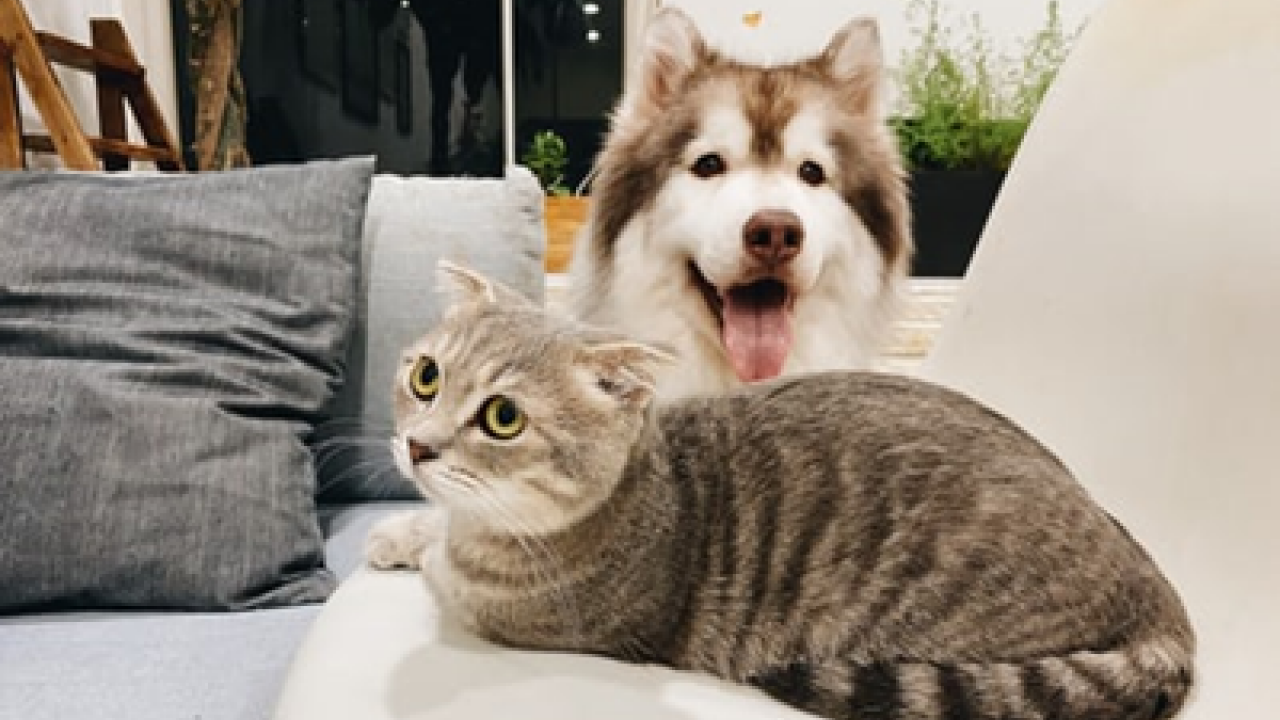 Photo of dog and cat
