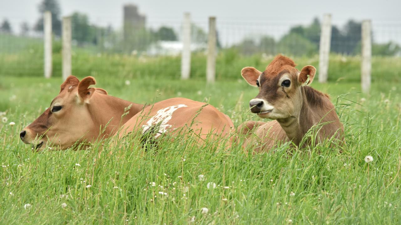 photo of two brown cows sitting in grass