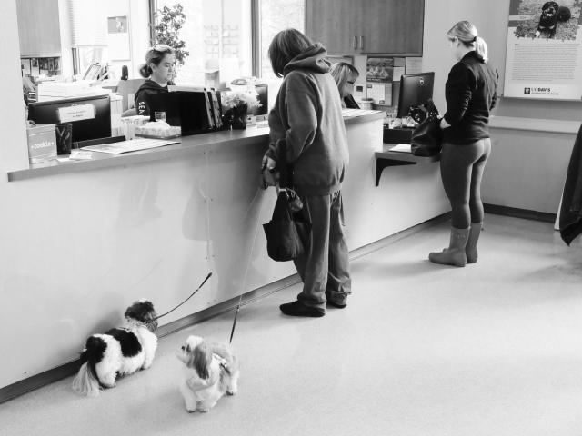 Small Animal Clinic