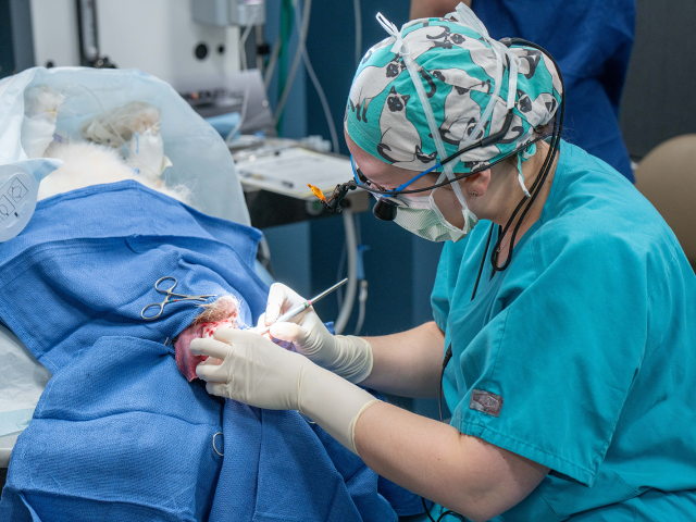 Dentistry Surgery