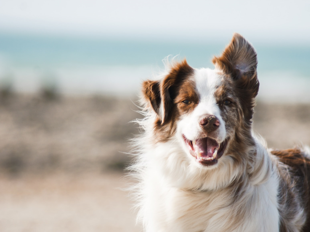 Photo of dog