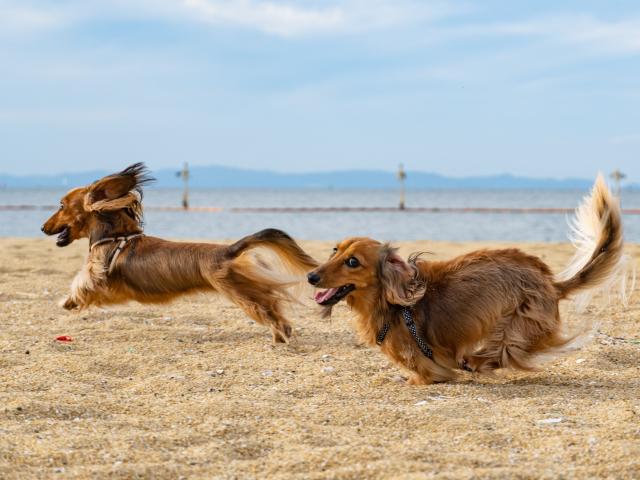 image of two dachshunds running on a beach