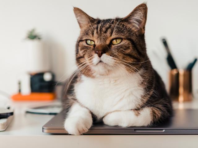 image of a cat sitting on a closed laptop