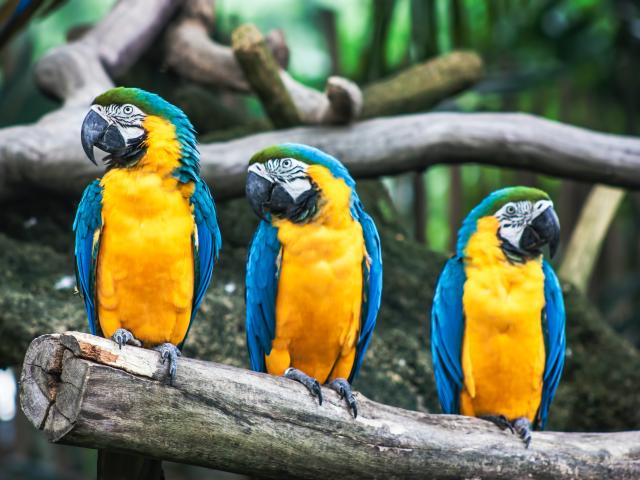 image of three parrots on a branch