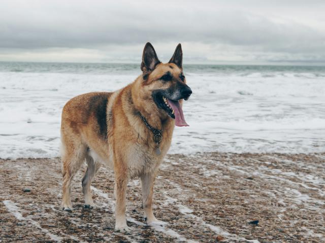 German shepherd dog on beach