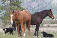 Photo of horse and dogs