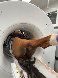Horse Imaging 3