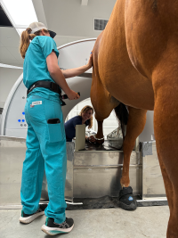 Horse Imaging 4