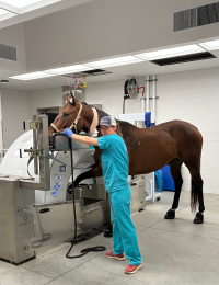 Horse Imaging 5