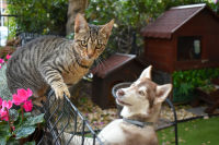 Cat and Dog Photo
