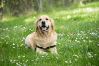 Dog photo