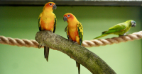 Bird photo