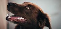 Dog Pic