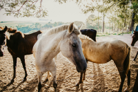 Horses