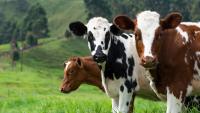 Cow Pic