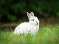 Rabbit Photo