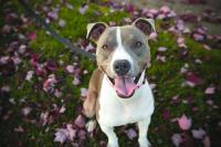 Photo of Dog