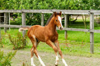 Foal