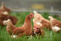 Chicken Pic