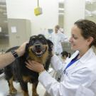 Photo of dog in lab with veterinarians.