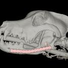 3D rendering of a dog's skull with a bone and highlighted teeth.