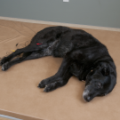 Photo of Acupuncture Dog