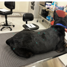 Acupuncture Dog