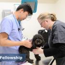 vet and student examing dog