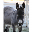 Photo of donkey
