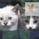 Picture of gray and white kittens and Winn Feline logo