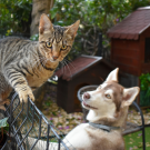 Cat and Dog Photo