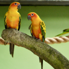 Parrot Photo
