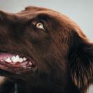Dog Pic