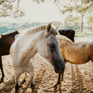 Horses