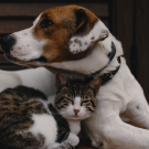 Photo of cat and dog