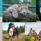 collage of sea turtle, seabird, leopard, dog, cat, and giraffes
