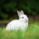 rabbit photo