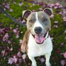 Photo of dog