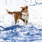dog in snow