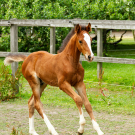 Foal