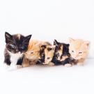 litter of kittens