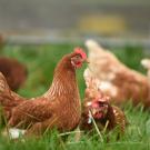 Chicken Pic
