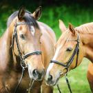 A photo of two horses grazing.